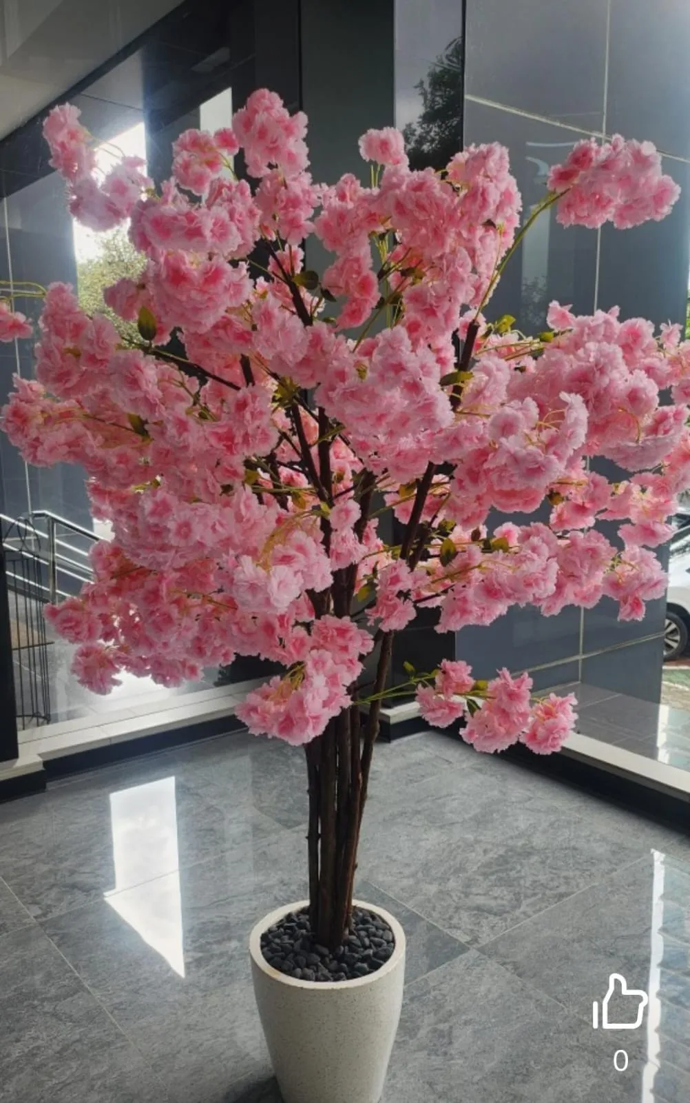 jual sakura cherry blossom